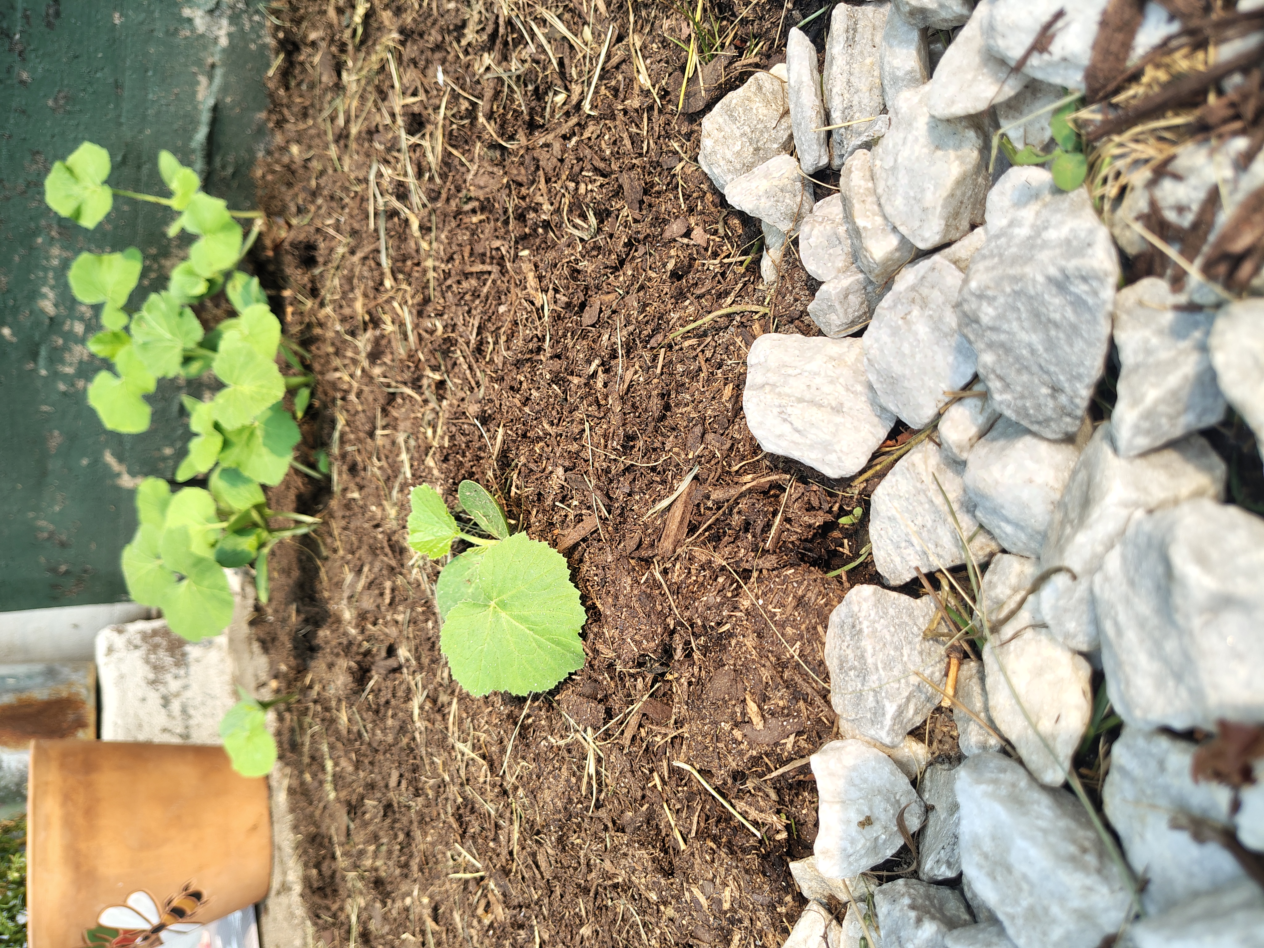 The real volunteer squash, today